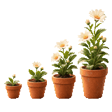 Flower pots rising like a growth chart